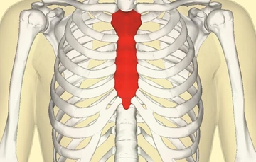 Göğüs Kafesi Kemikleri Göğü Kafesinin Görevi Göğüs Kafesi Kemikleri Göğü Kafesinin Görevi
